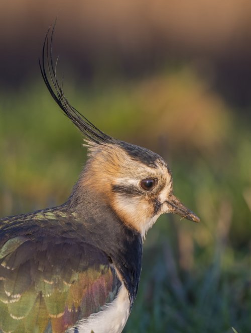 Head & Shoulders - Share your Bird Portraits.