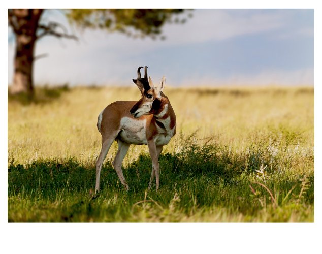 I love antelope!