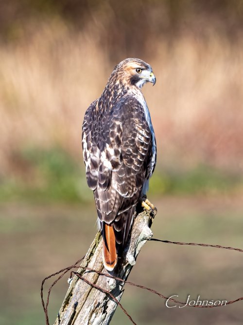 Red-tailed Hawk with new Nikon 500 PF
