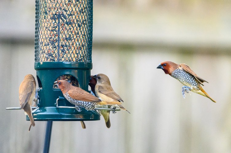 Scaly-breasted Munia (huh?)