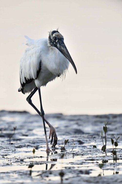 Wood Stork, early morning  10182020