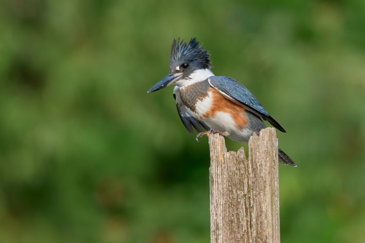 Kingfishers of the world - post yours