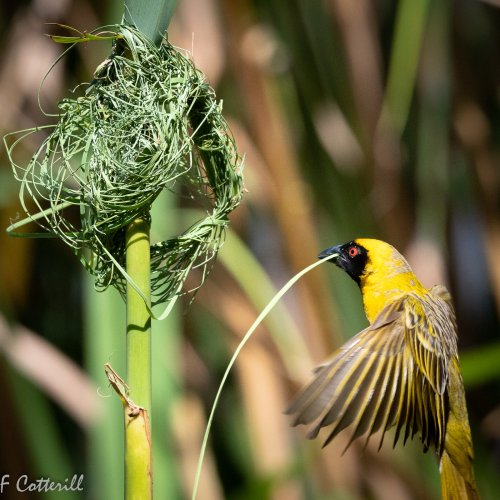 Southern masked weaver male building nest flight rd-8216.jpg