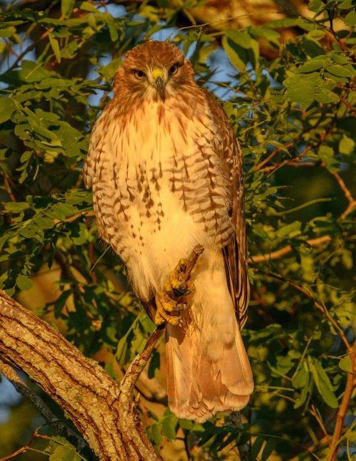 Red Tailed Hawk at Sunrise