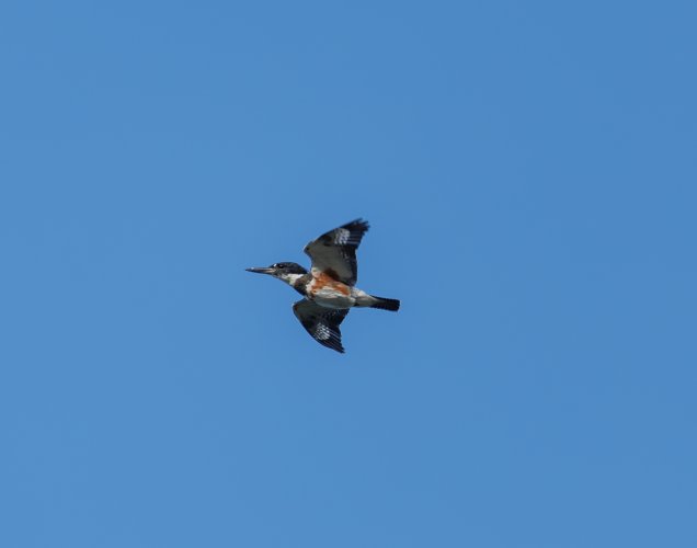 Belted Kingfisher in Flight