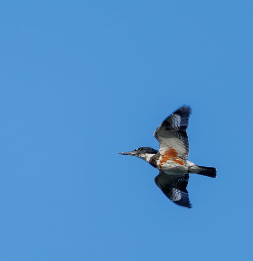 Belted Kingfisher in Flight