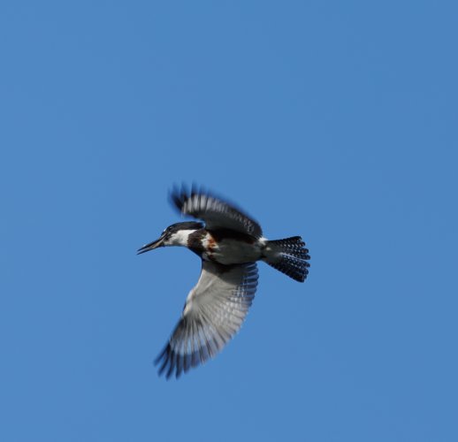 Belted Kingfisher in Flight