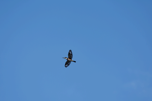 Belted Kingfisher in Flight