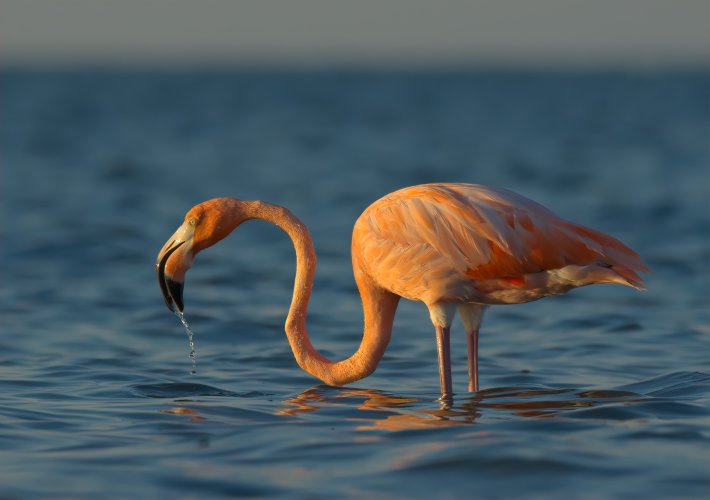 Flamingo At First Light