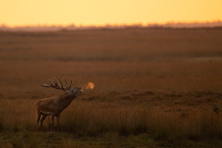 Backlit Red deer stag bellowing at sunset