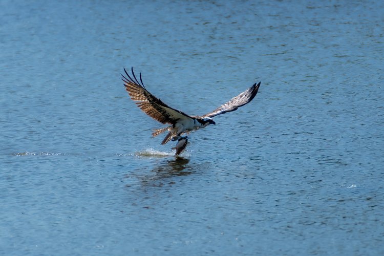 Another osprey with fish
