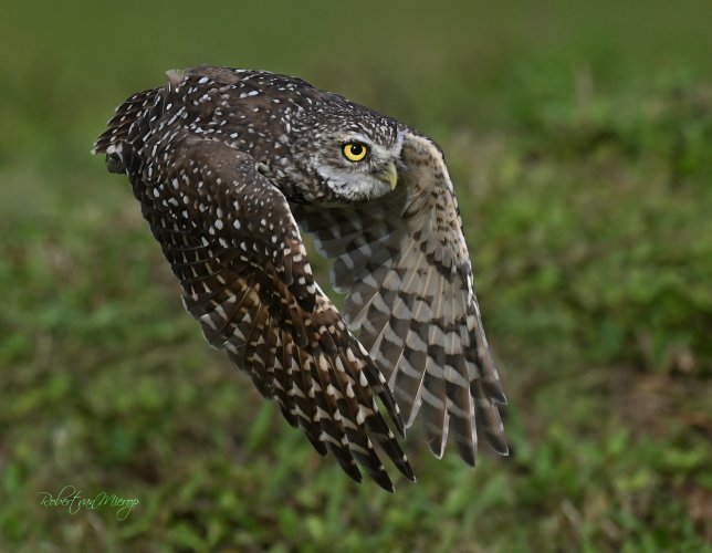 Florida Burrowing Owl, 9/23/23