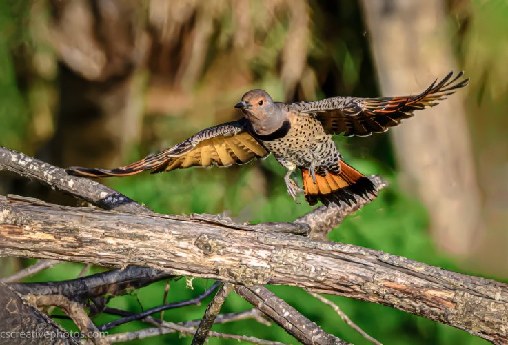 Colorful Northern Flicker