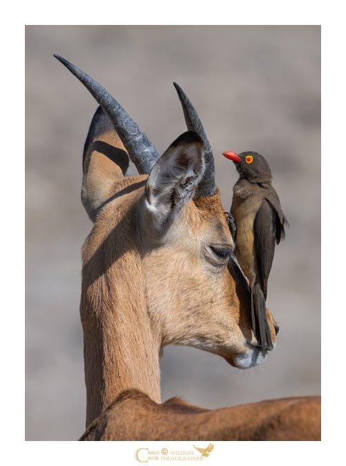 Antilope e la Bufaga