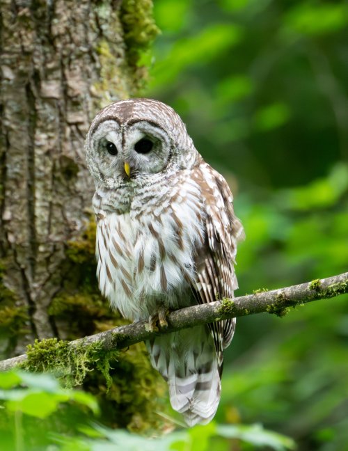 Owls... Share Your Owl Photos