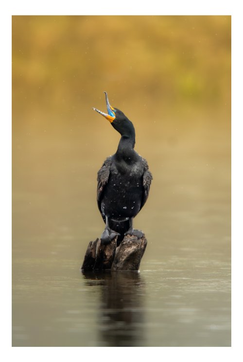 Cormorant. Z9, 600mm.