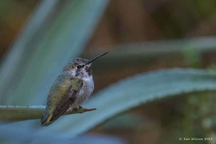 Immature male Costa's Hummingbird zealously guarding the feeders in our backyard...