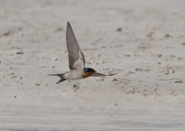 Welcome Swallow, beach flyby, 270923.