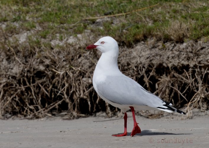 Silver Gull, a common gull at a local beach, 270923.
