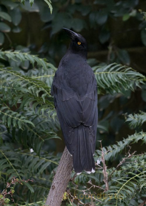 Black Currawong, making sure I was not getting too close, 270923.