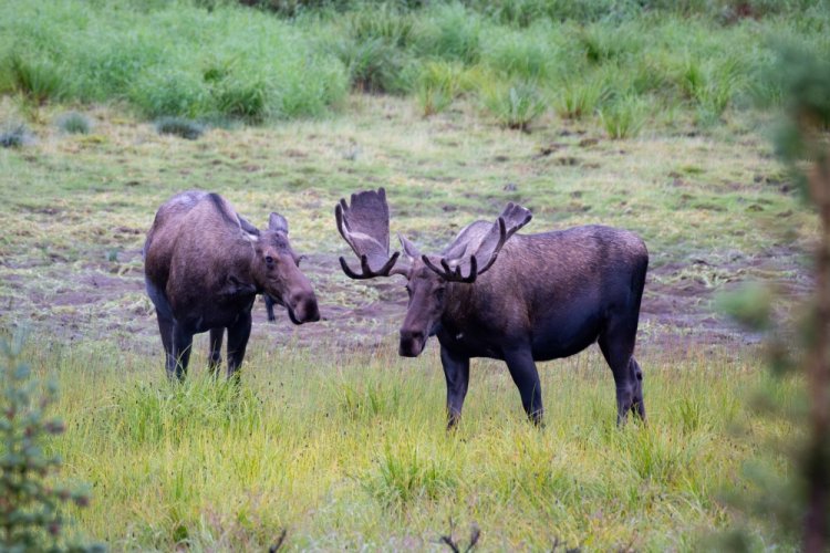 Moose, Denali National Park