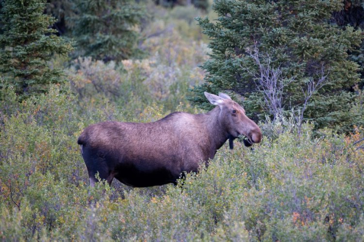 Moose, Denali National Park