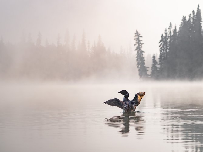 A Common Loon stretches its wings early on a misty morning