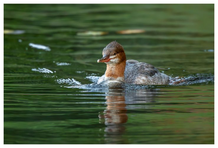 Freshly minted young Common Merganser