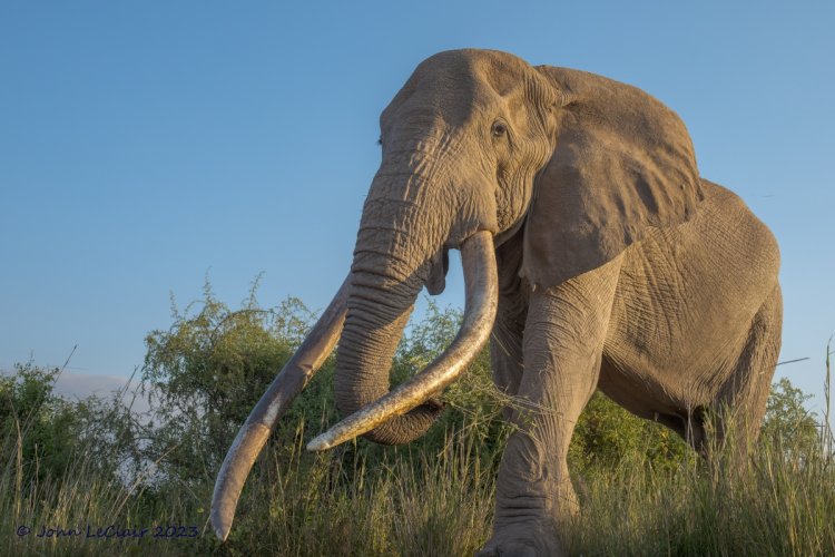 Elephant in Amboseli NP