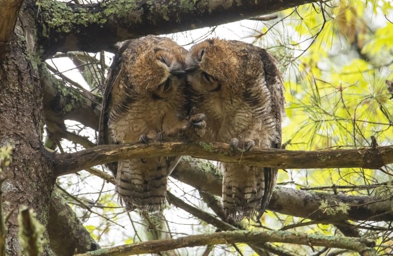 Owls holding hands   :)