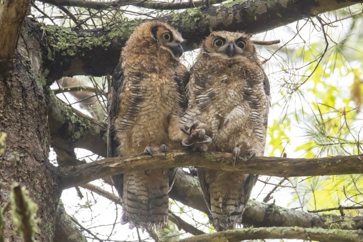 Owls holding hands   :)
