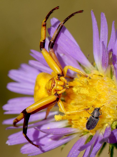 Crab Spider About to Acquire Lunch
