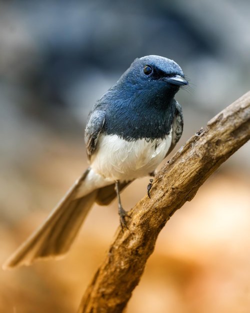 Leaden flycatcher + Nik by DXO