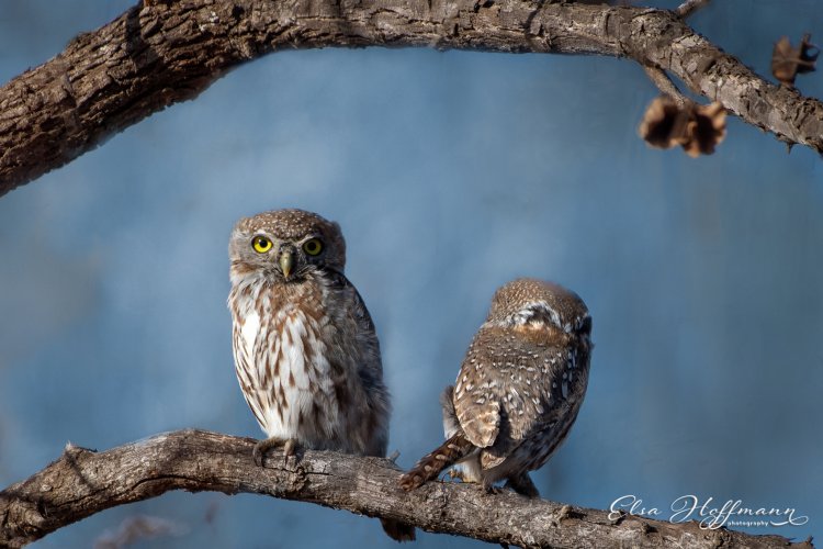 Owls... Share Your Owl Photos