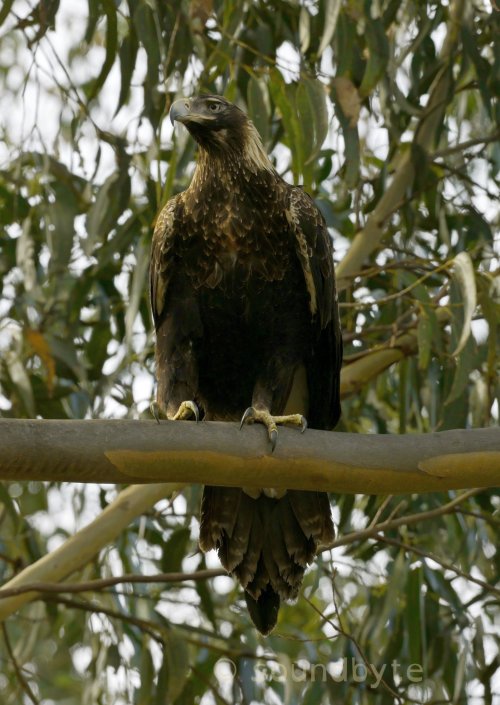 Wedge-tailed Eagle, perched overlooking the roadside, 290923.
