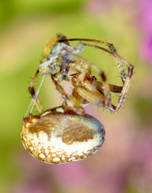 Orb Weaver wrapping-up dinner