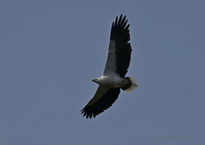 White-bellied Sea Eagle, soaring above my head, 290923.