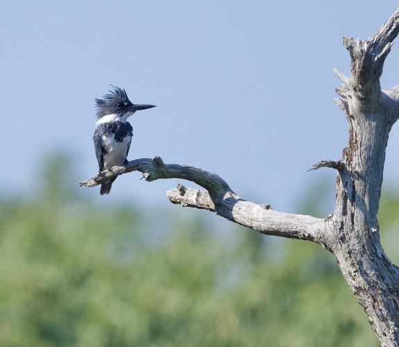 More Belted Kingfishers
