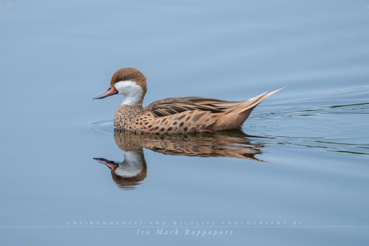 White-cheeked Pintail