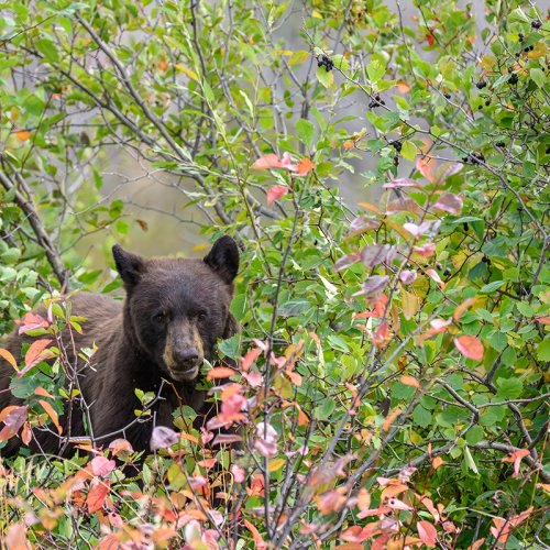 Black Bear - Grand Teton National Park