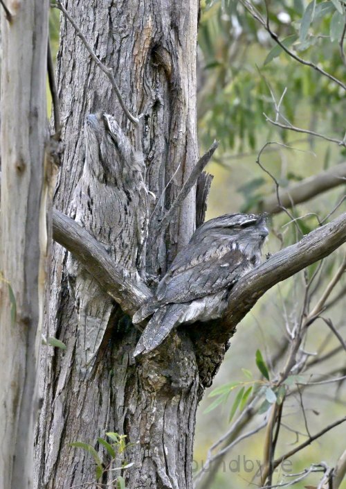 Tawny Frogmouths, new day time perch, 300923.