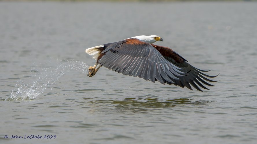 African Fish-Eagle Grabbing Fish