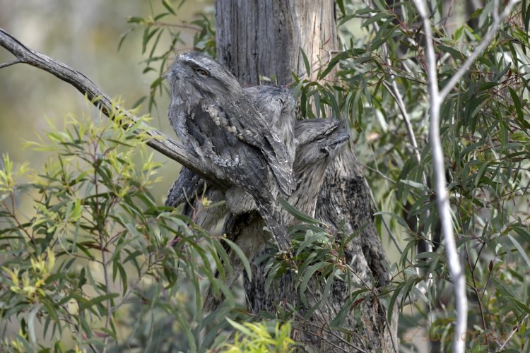 Camouflaged wildlife - animals, insects etc, post your images.
