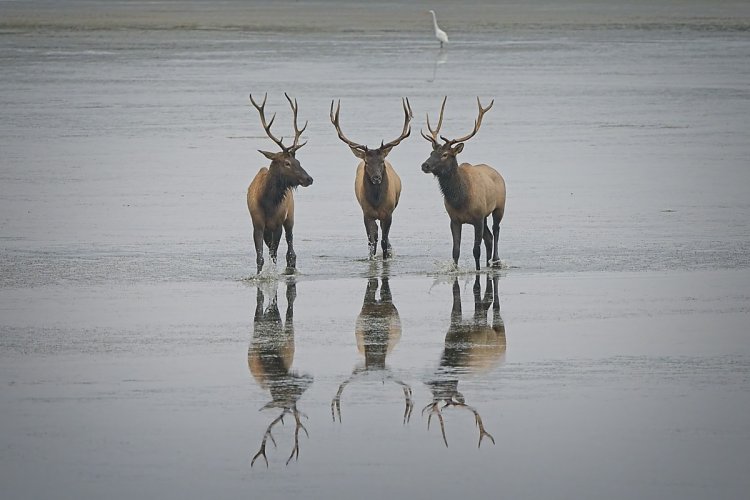 Roosevelt Elk - Northern California