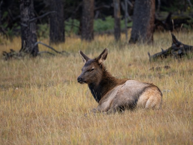 Elk in Banff