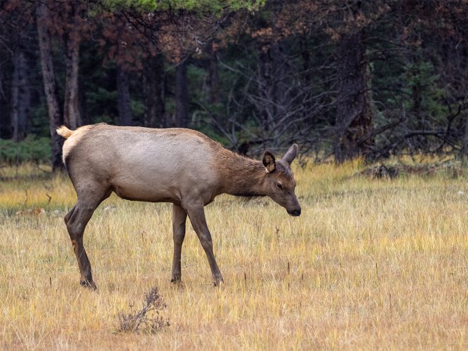 Elk in Banff