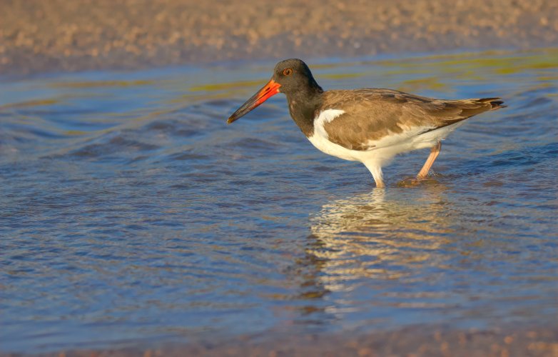Oystercatcher