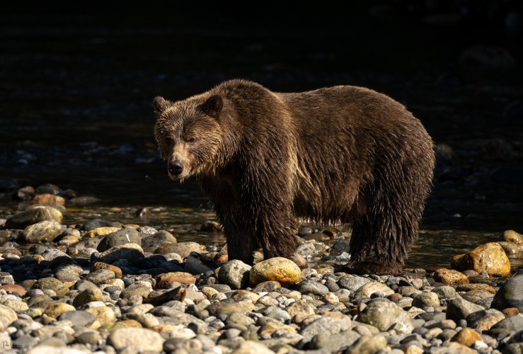 Grizzly fishing on the river.