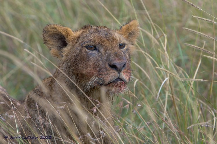 Lion Cub Taking a Break at a Cape Buffalo Kill