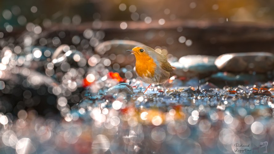 Robin surrounded by bokeh balls